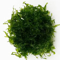 Subwassertang Freshwater Seaweed Moss 5x5cm 