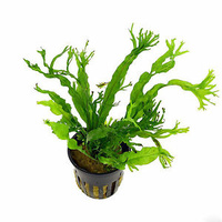 Crested Java Fern 5Cm Pot Micro Crested