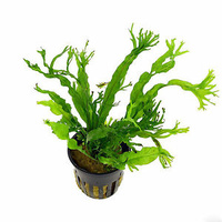 Crested Java Fern 5Cm Pot Micro Crested