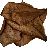 Indian Almond Leaves 10pk