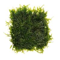Fontinalis Java Moss - Golf Ball Size