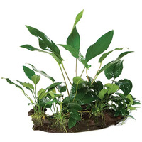 Anubia Mini Garden On Ex-Large Driftwood