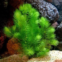 Foxtail / Hornwort Bunch