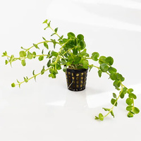 Green Pennywort 5cm Pot