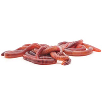 Earthworms - 1000 Worms Bulk (half a kilo)