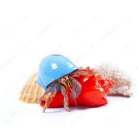 Hemit Crab in a Painted Shell Extra Large