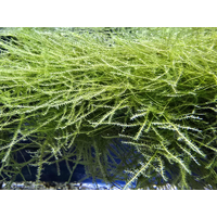 Spiky Moss 5x5cm