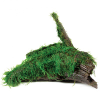 Fontinalis On Driftwood Large - Java Moss