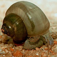 Waterhouse Snail