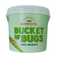 Minibeasts Crickets Medium Bucket of Bugs 15-20mm