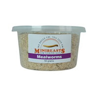 Minibeasts Mealworm Tub 50g 30-35mm
