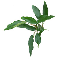 Anubia Hybrid Broad Leaf 30-40Cm Bare Root