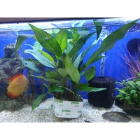 Anubias Hybrid Mother Plant 40-50Cm - Live Plant - Huge!