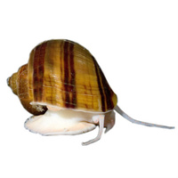 Tortise Shell Mystery Snail Jumbo