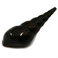 Burrowing Snails 2-2.5Cm Malaysian Trumpet Snail