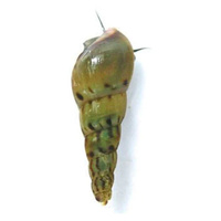 Burrowing Snails 0.5-2Cm Malaysian Trumpet Snail