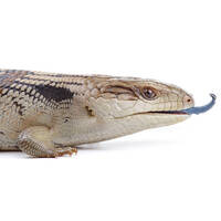 Eastern Blue Tongue Lizard