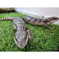 Eastern Blue Tongue Lizard