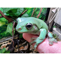 Sub-Adult Green Tree Frog