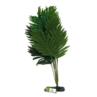 Amazon Jungle Butterfly Palm XL 45-50cm CPP83