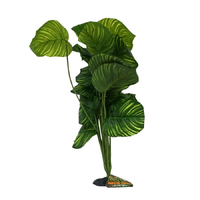 Amazon Jungle Apple Leaf Plant XL 45-50cm CPP84