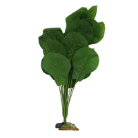 Amazon Jungle Ficus Lyrata XL 45-50cm CPP86