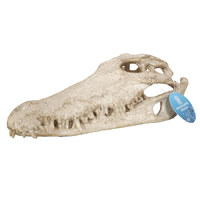 Bioscape Crocodile Skull 28x13x9cm BIS478