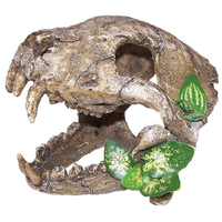 URS Skull With Big Canines Large