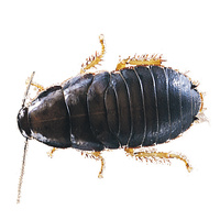 Pisces Woodies Large