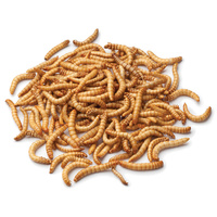 Regular Mealworms 100g Tub