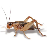 Crickets Extra Small
