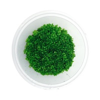 Hemianthus Callitrichoides HC Tissue Culture Plant