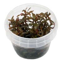 Ammania Senegalensis - Tissue Culture Plant - Live Aquatic Plant