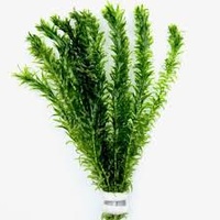Elodea Supreme Bunch