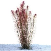 Rotala Wallichii Bunch