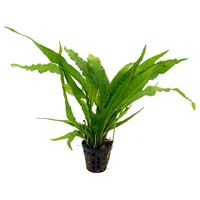 Java Fern 5Cm Pot Microsorium