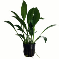 Assorted Anubias In 5Cm Pot - Live Plant - Anubia