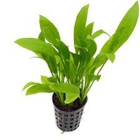 Assorted Amazon Sword In 5cm Pot