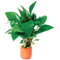 Corymbosa Hygro 3Cm Terracotta Pot