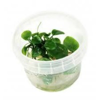 Anubias Nana Tissue Culture Plant In Cup Easy Care Anubia Barteri