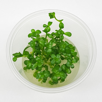BACOPA MONNIERI TISSUE CULTURE