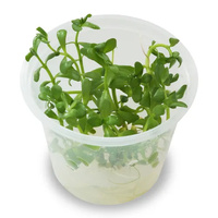 TC - Bacopa Amplexicaulis 'Giant Red Bacopa' Tissue Culture Plant