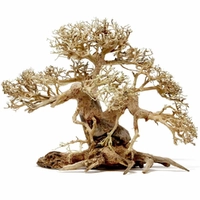 Petworx Bonsai Wood On Rock Medium 23cm BW30