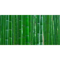 Aqua Natural Background Bamboo Forest 90x60cm