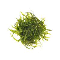 Aqua Natural Plant Pod Cameroon Moss Small