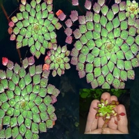 Aqua Natural Plant Pod Mosiac Small