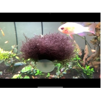 Aqua Natural Plant Pod Red Moss Small