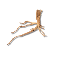 Dalua Gold Forest Wood XS 20-25cm
