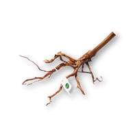 Dalua Tiger Wood XS 20-25cm