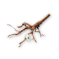 Dalua Tiger Wood L 35-45cm